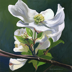 300x300 Dogwood Flower Paintings Fine Art America - Dogwood Flower Painting