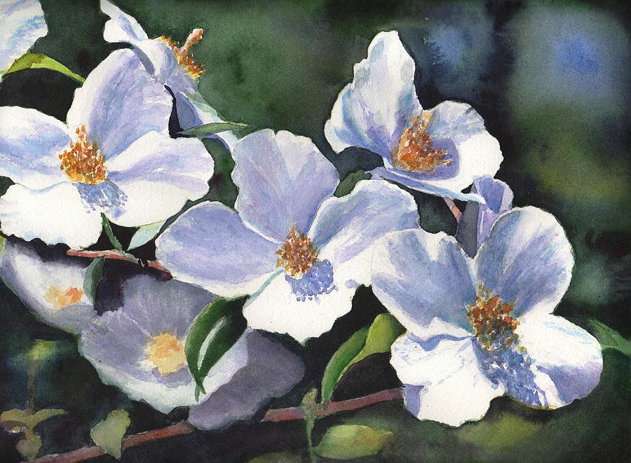 900x661 English Dogwood Painting By Kathy Nesseth - Dogwood Painting
