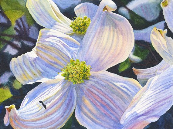 570x425 The 23 Best Dogwood Paintings Images On Dogwood - Dogwood Painting