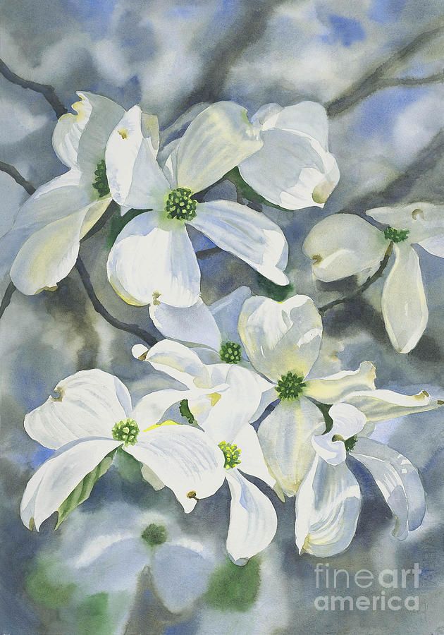 630x900 White Dogwood Painting By Sharon Freeman - Dogwood Painting