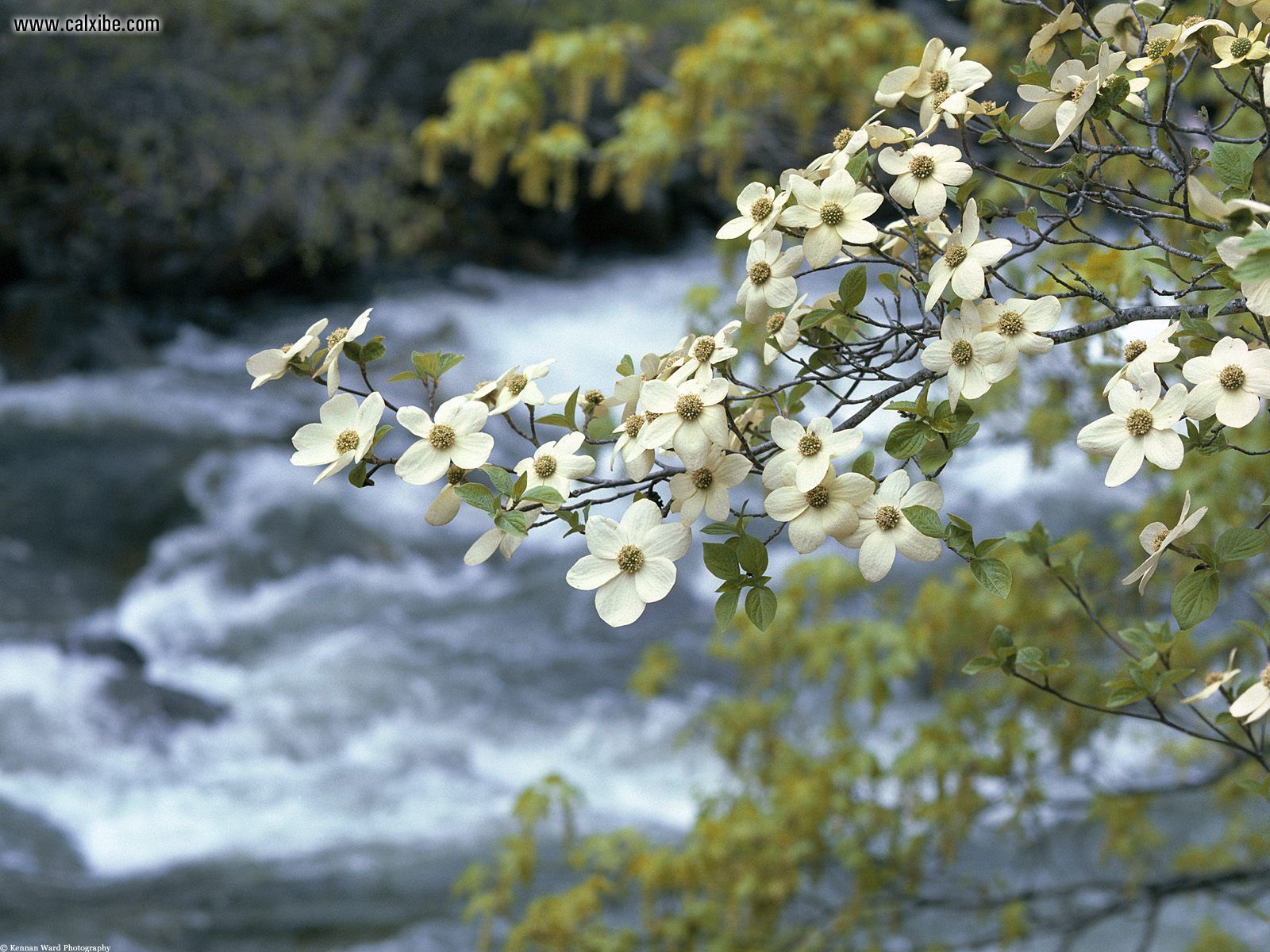 1600x1200 Nature Dogwood Tree Blooms Yosemite California, Picture Nr. 17222 - Dogwood Tree Painting