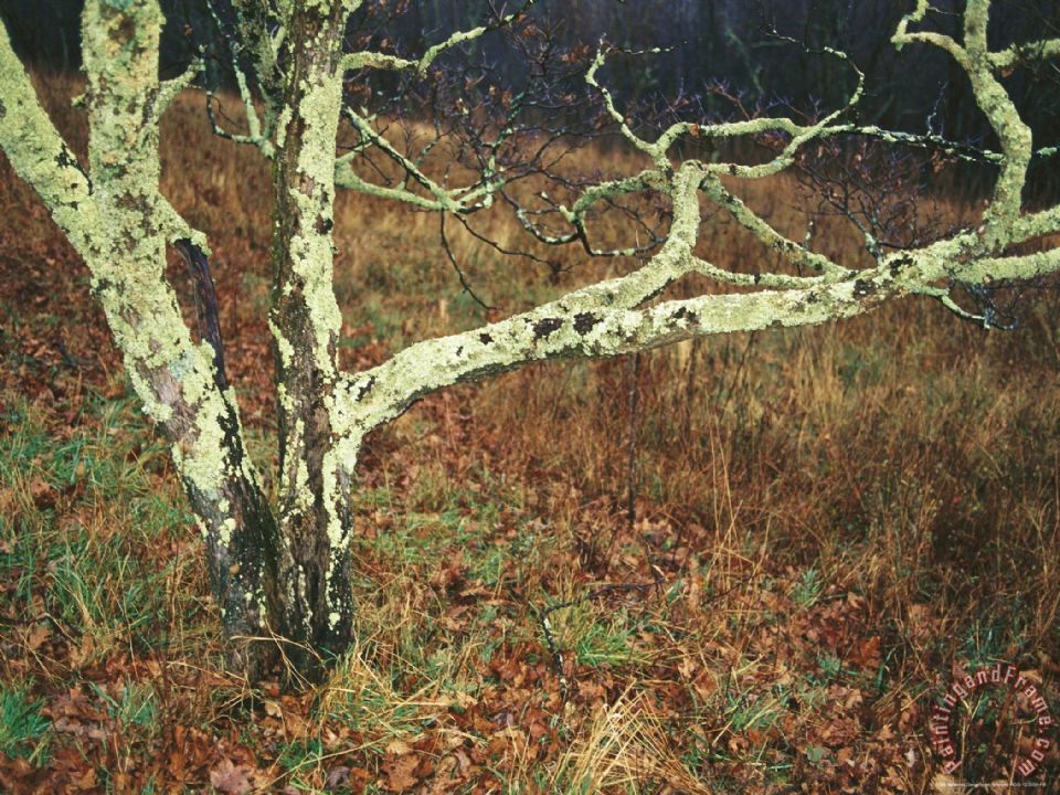 960x720 Raymond Gehman A Bare Dogwood Tree Covered With Lichens - Dogwood Tree Painting