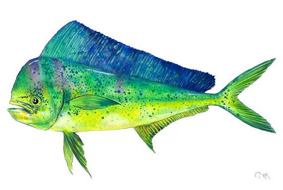 570x382 Dolphin Fish - Dolphin Fish Painting