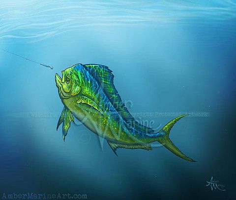 480x408 Gallery El Dorado Mahi Mahi Dolphin Fish Digital - Dolphin Fish Painting