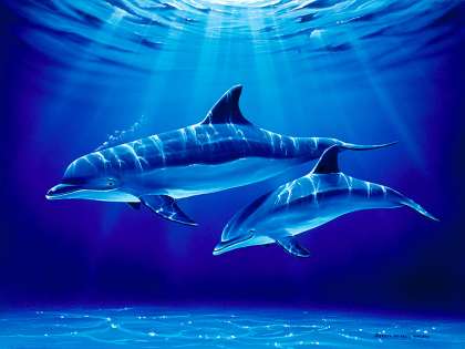 420x315 Dolphin Paintings,hawaii Dolphins,dolphin Art,hawaiian Dolphin Art - Dolphin Painting