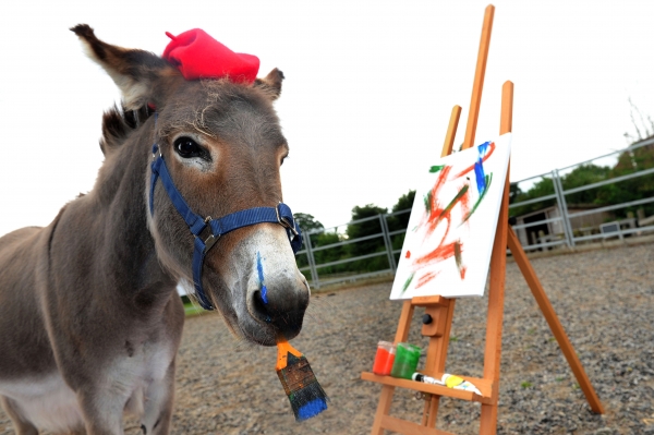 600x399 Patty The Painting Donkey Our Amazing Animal Of The Month - Donkey Painting