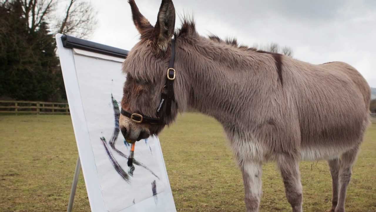 1280x720 Patty The Amazing Painting Donkey Goes On Britain's Got Talent - Donkey Painting