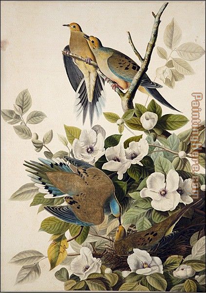 423x601 John James Audubon Carolina Pigeon, Mourning Dove Painting Anysize - Dove Painting