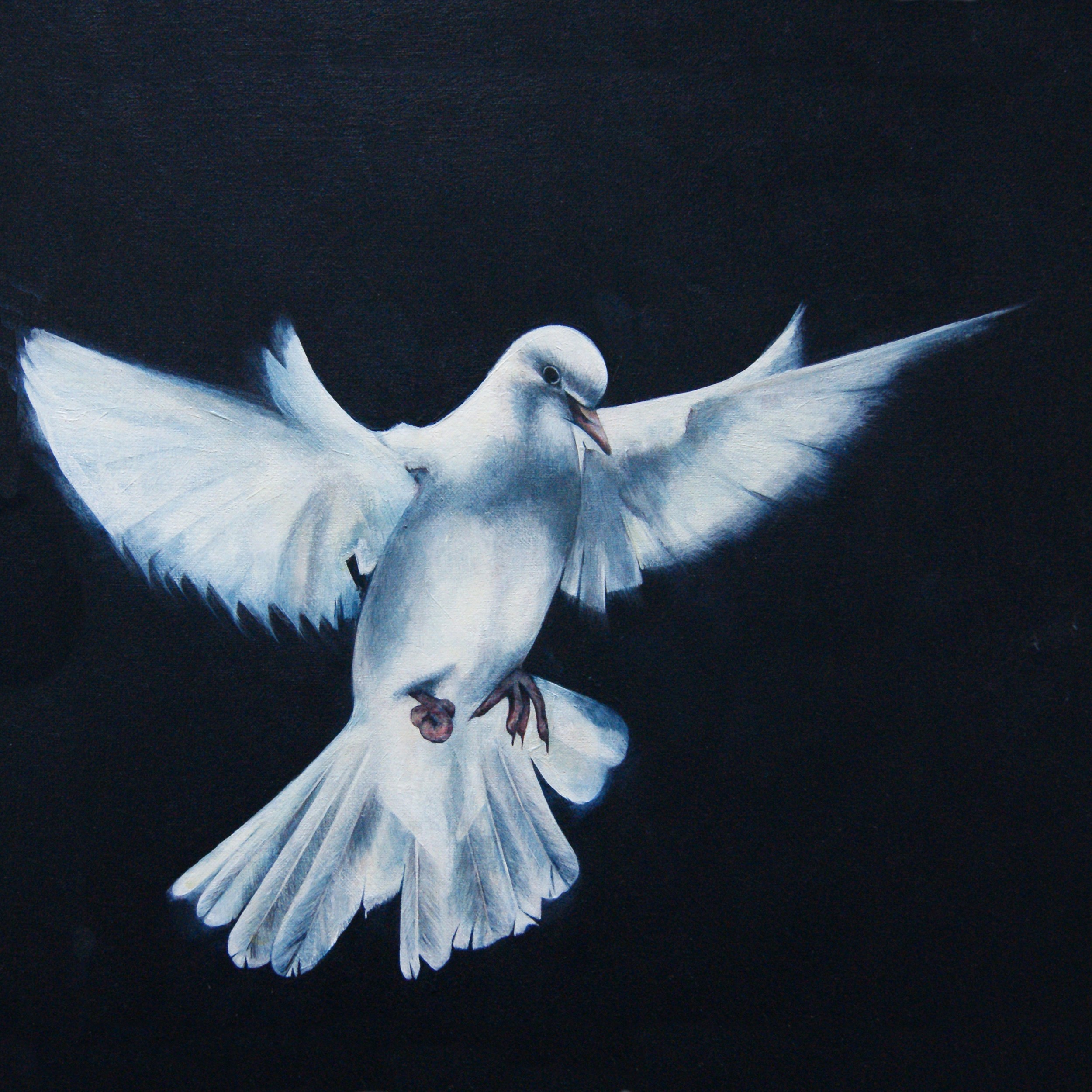 2500x2500 Study For Dove With A Gnarled Foot - Dove Painting.