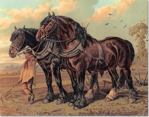 500x394 Bab5c7b7af31c91a1880f1ba8f6aa1e1.jpg Horse - Draft Horse Painting
