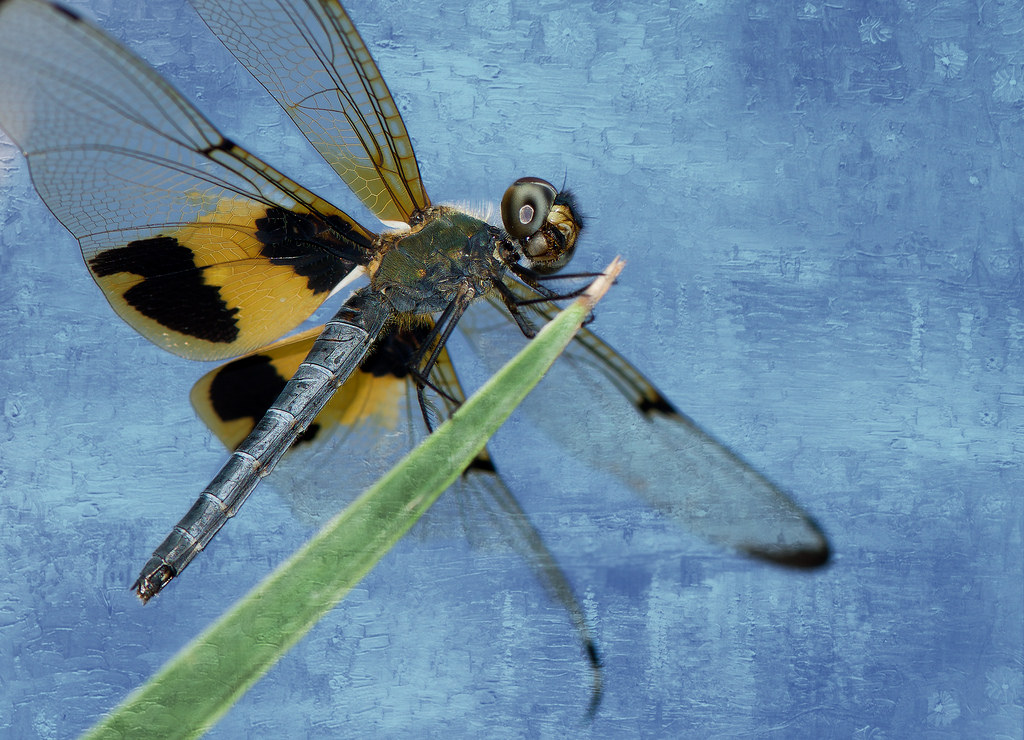 1024x740 Thai Dragonfly Oil Painting - Dragonfly Oil Painting