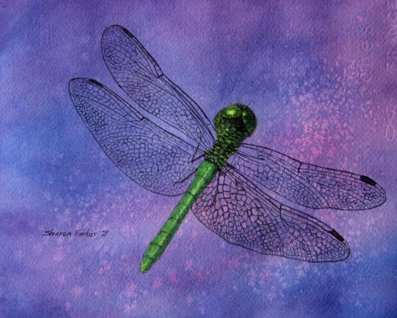 800x642 Two Dragonfly Paintings - Dragonfly Painting