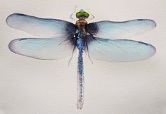 236x162 Stunning!!! Dragonfly Art Print 8 X 10 Watercolor Original Art - Dragonfly Painting Watercolor