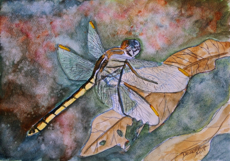 800x559 Watercolor Paintings - Dragonfly Painting Watercolor