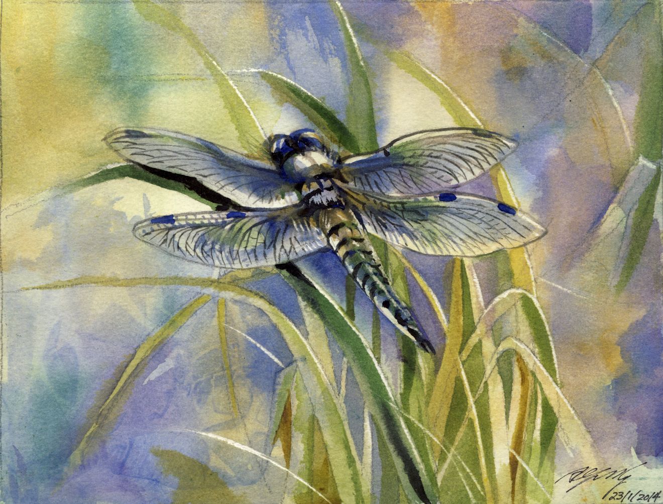 1320x1003 Dragonfly Alfredngdesign - Dragonfly Painting Watercolor
