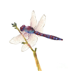 300x300 Dragonfly Watercolor Paintings Fine Art America - Dragonfly Painting Watercolor