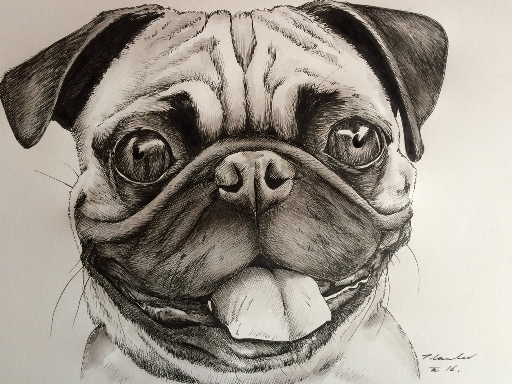 1024x768 Pug Dog Drawing Painting Art By Billyboyuk - Drawings Or Painting