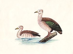 300x221 Duck Painting Rare Handmade India Miniature Watercolor Bird Art - Duck Painting