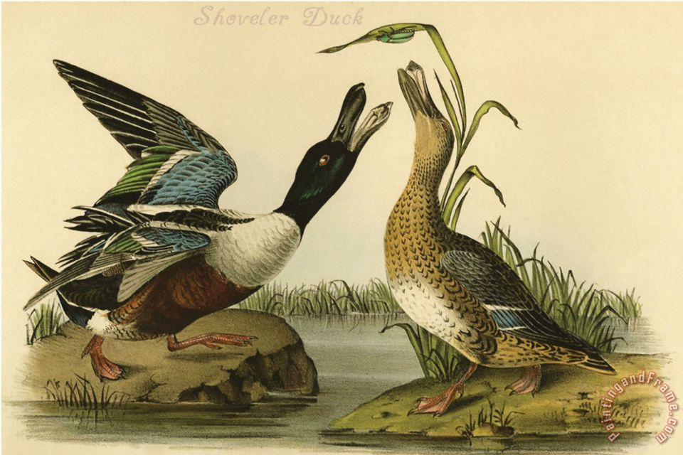 960x640 John James Audubon Shoveler Duck Painting - Duck Painting