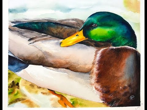 480x360 Watercolor Duck Painting Demonstration - Duck Painting