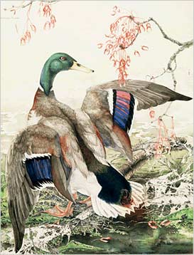 Duck Painting Images