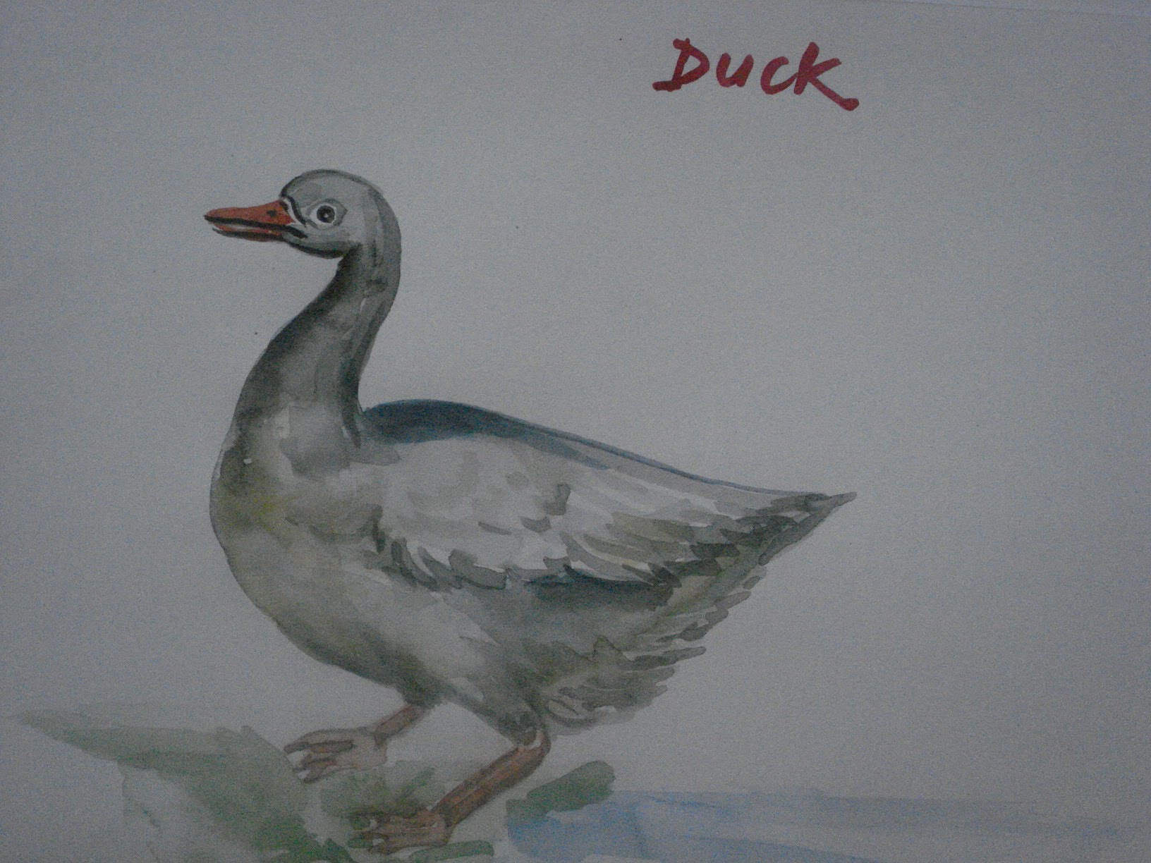 1632x1224 How To Paint Duck In Watercolor - Duck Painting Images