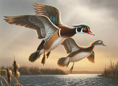 504x366 285.page.full.wood.ducks - Duck Painting Images
