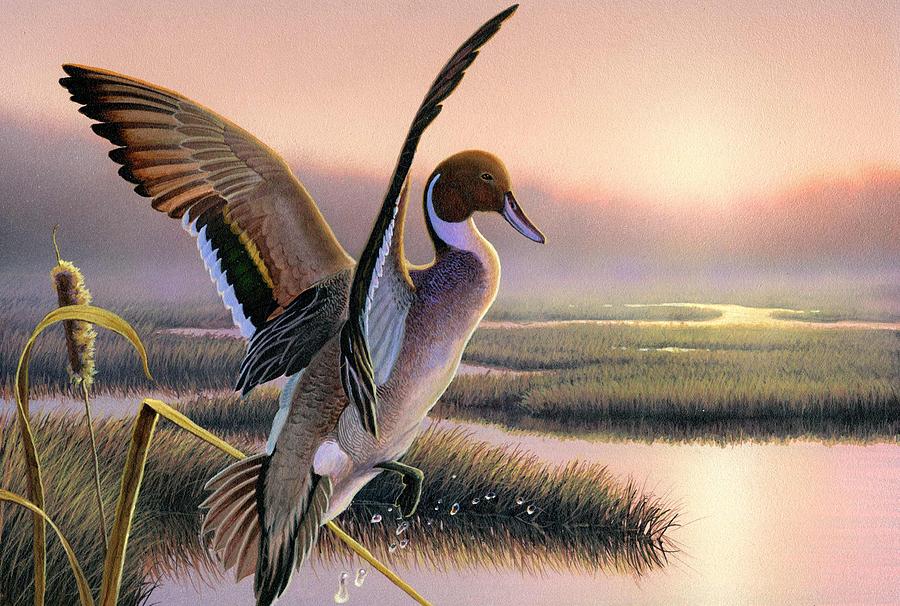 900x606 Pintail Duck 3rd Place Wi Painting By Daniel Pierce - Duck Painting Images