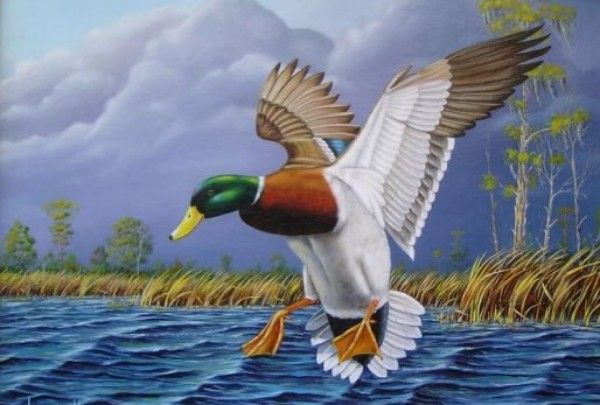 600x405 Duck Paintings Amazing Mallard Duck Painting (11) Domestic - Duck Painting Images