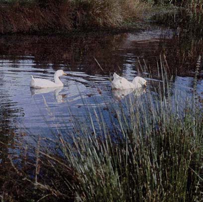 408x405 Painting - Duck Pond Painting