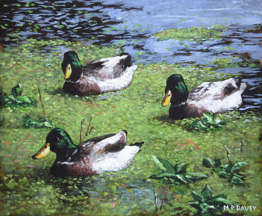 900x740 Three Mallard Ducks In Pond Painting By Martin Davey - Duck Pond Painting