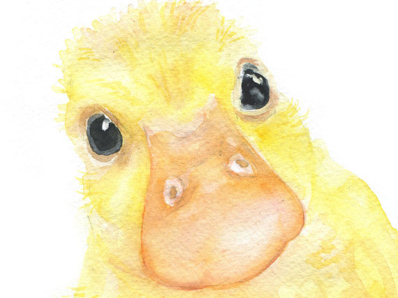 570x427 Duckling Watercolor Painting Fine Art Print Giclee Print 11 X - Duckling Painting