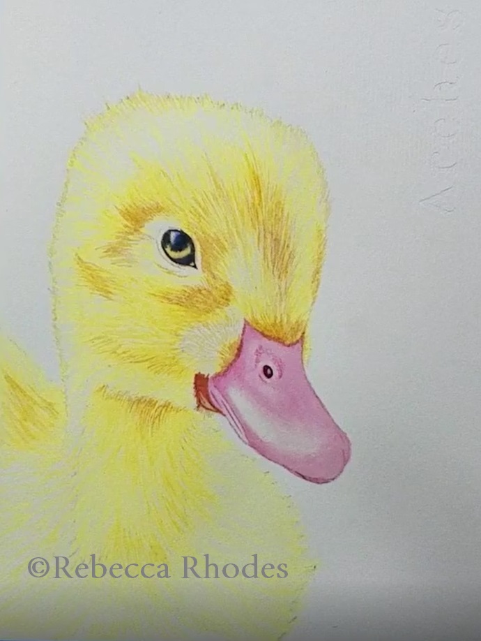 690x918 How To Paint A Baby Duck In Watercolor - Duckling Painting
