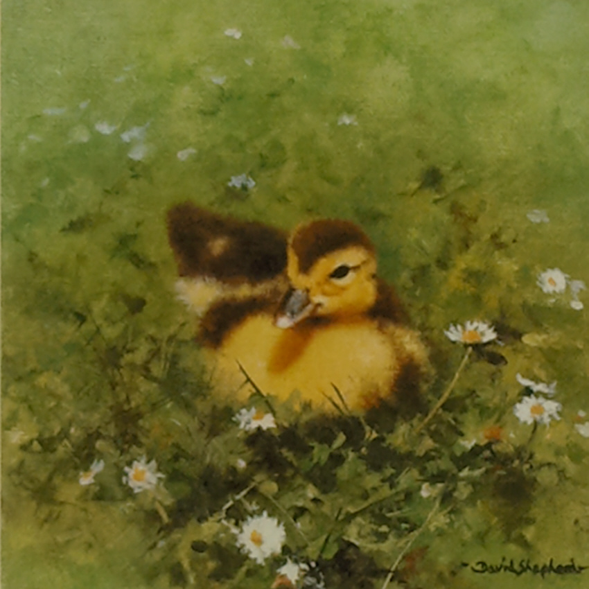 850x850 David Shepherd Signed, Duckling, Limited Edition, Prints, Ziggy - Duckling Painting