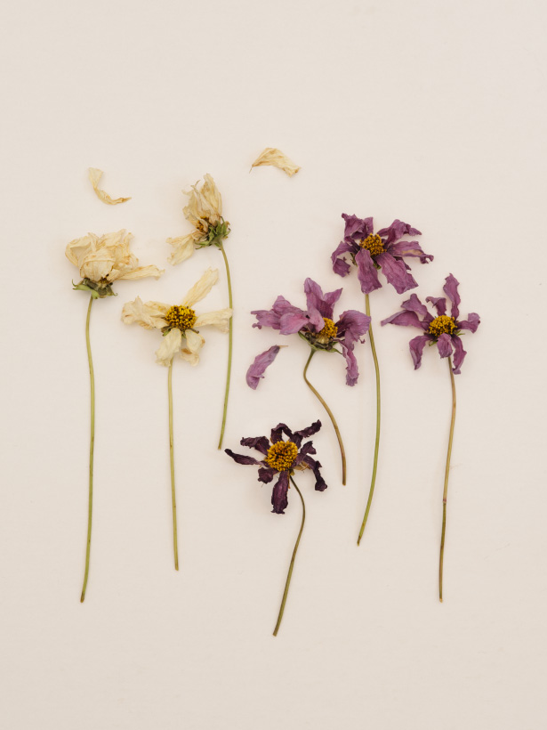 615x820 Dying Flowers Ann Street Studio - Dying Flower Painting