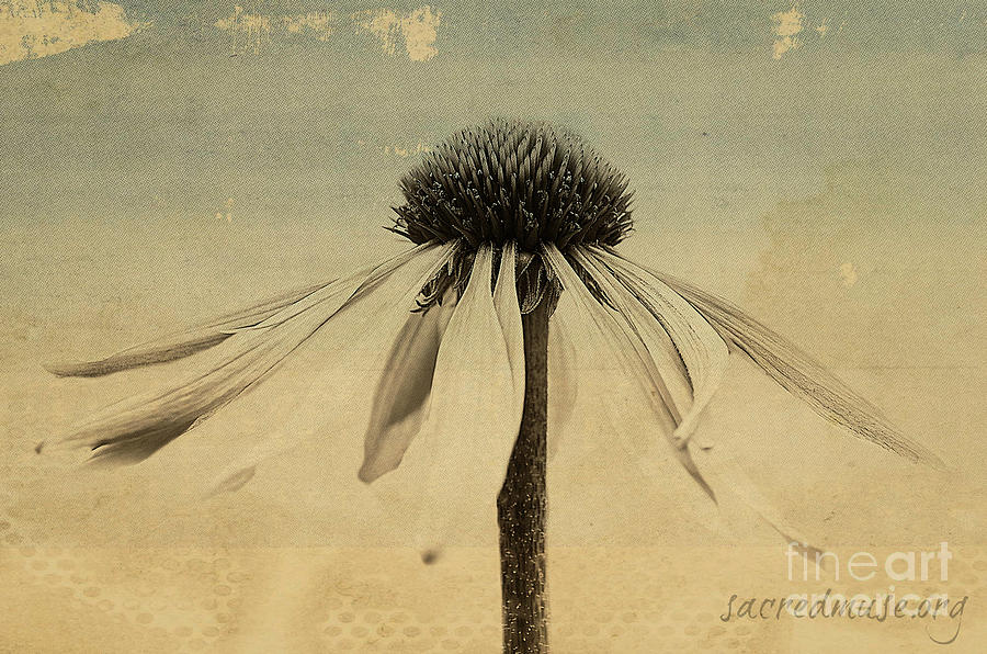 900x596 Flower Dying Transformation Photograph By Sacred Muse - Dying Flower Painting