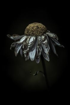 236x354 24 Best Dead Flowers Images On Dried Flowers, Dry - Dying Flower Painting