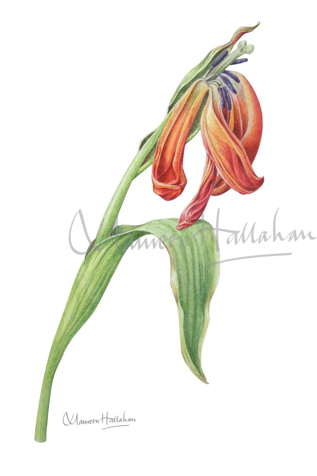 1024x1538 Botanical Archives - Dying Flower Painting