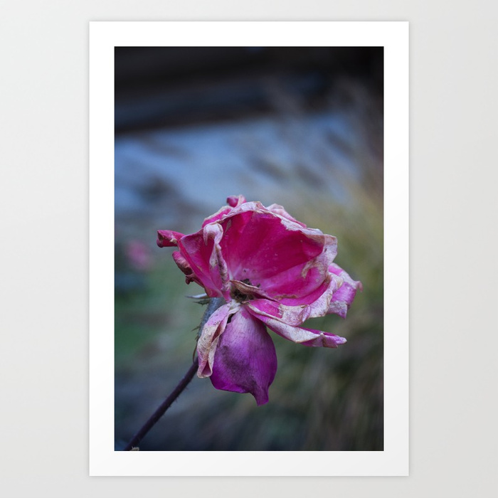 700x700 Dying Rose Art Print By Almacbeth Society6 - Dying Rose Painting