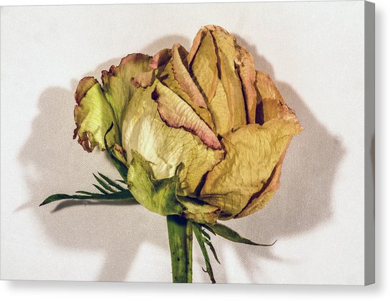 546x422 Dying Rose Photograph By Andrew Wohl - Dying Rose Painting