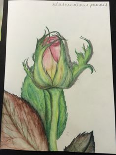 236x314 Dying Rose My Drawingsamppaintings! Drawings, Rose - Dying Rose Painting