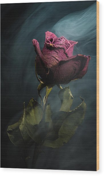 365x618 Spirit Of A Dying Rose Photograph By Vincent Knaus - Dying Rose Painting