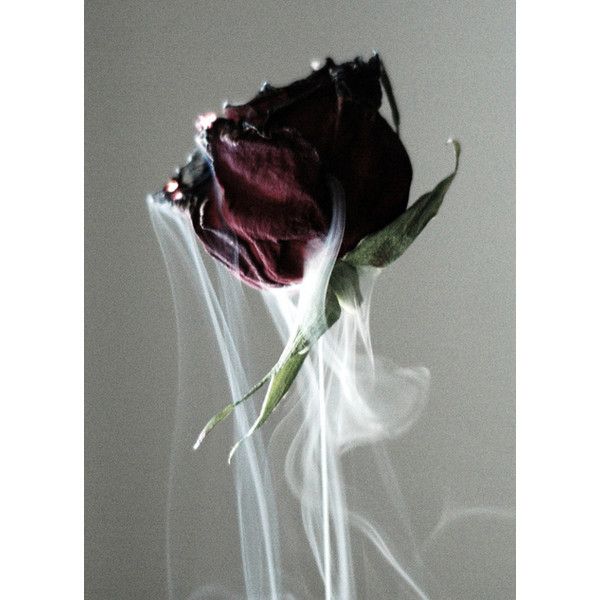 600x600 Dead Rose Tumblr Liked On Polyvore Featuring Pictures, Photos - Dying Rose Painting
