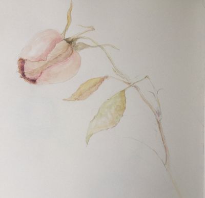 400x387 Dying Rose - Dying Rose Painting