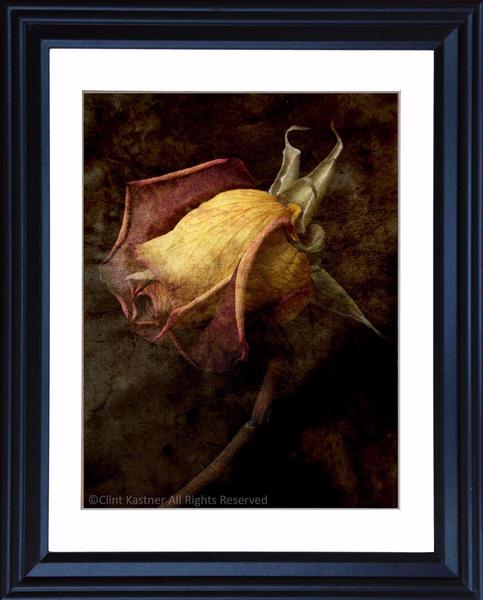 483x600 Dying Rose Clint Kastner - Dying Rose Painting