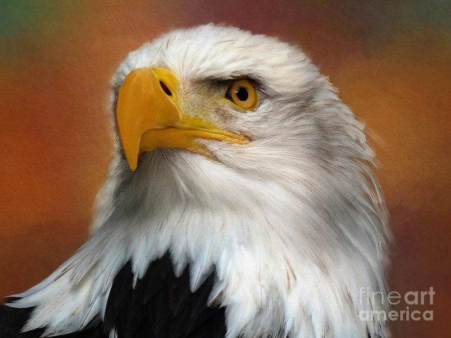 900x675 Eagle Eye Painting By Jim Hatch - Eagle Eye Painting