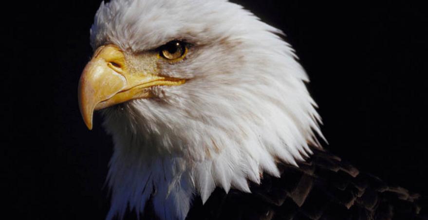 879x452 Eagle Eye Painting L.l.c. Menlo Park, Ca 94025 - Eagle Eye Painting