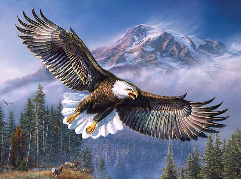 800x596 Bald Eagle Flying Square Diamond Painting Pretty Neat Creative - Eagle Flying Painting