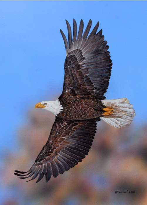 501x700 Flying Free Bald Eagle Acrylic Painting By Wildlife Artist Danny O - Eagle Flying Painting