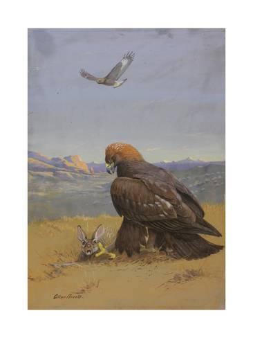 366x488 Painting Of An Immature Golden Eagle Flying As The Adult Kills - Eagle Flying Painting